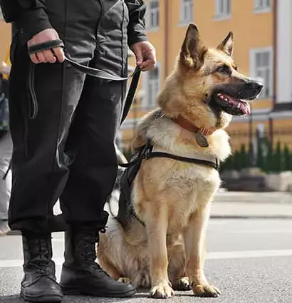 gardiennage à Marrakech, Maroc : membre du personnel portant un pantalon de sécurité sombre debout à côté d'un chien de garde.